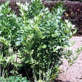 LEVISTICO - SATIVA kr27