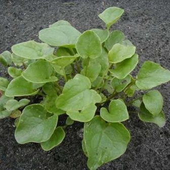 COCLEARIA - SATIVA kr29