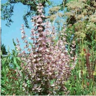 SALVIA SCLAREA - SATIVA kr32