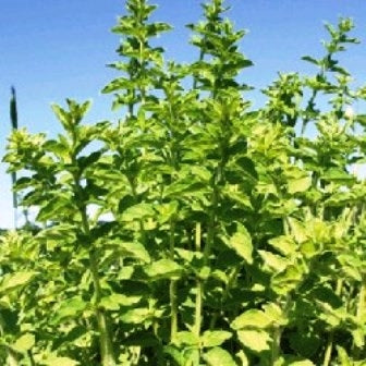 ORIGANO GRECO - SATIVA kr34