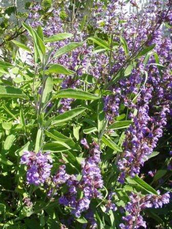 SALVIA - SATIVA kr41