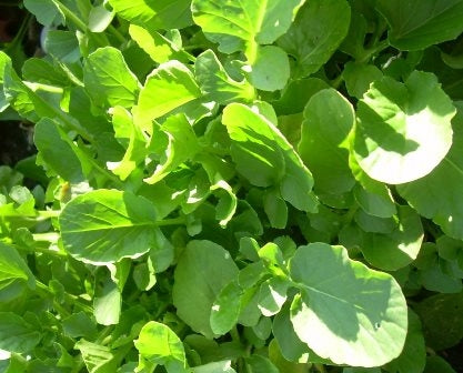 RUCOLA ANNUALE - SATIVA kr42