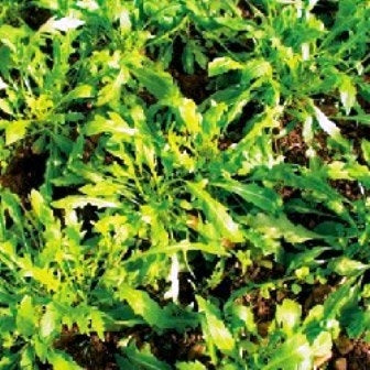 RUCOLA VIVACE - SATIVA kr43