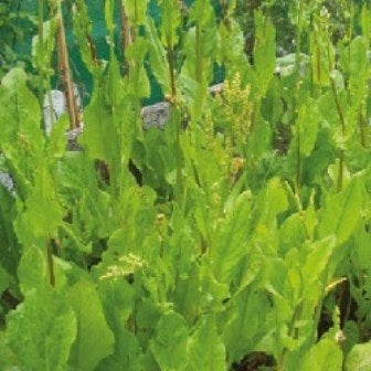 ACETOSELLA - SATIVA kr45