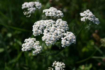 ACHILLEA MILLEFOGLIE - SATIVA kr47