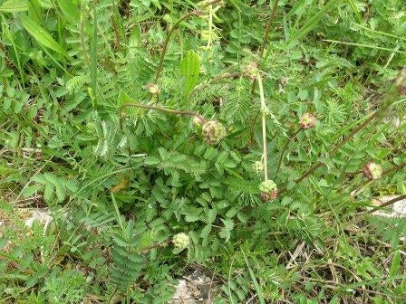 PIMPINELLA - SATIVA kr64