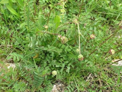 PIMPINELLA - SATIVA kr64