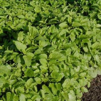 CITRONELLA - SATIVA kr71