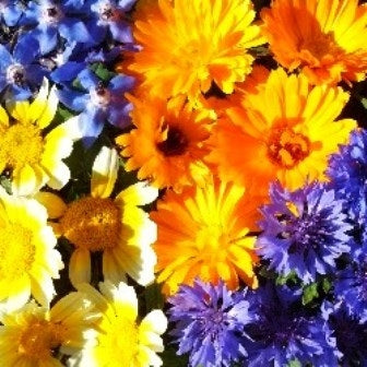 FIORI COMMESTIBILI - SATIVA kr80