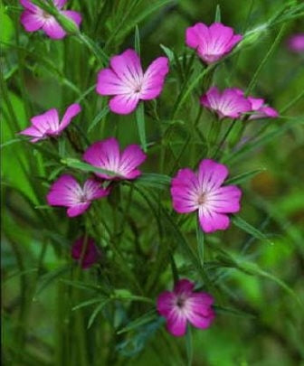 GITTAIONE COMUNE - SATIVA b103