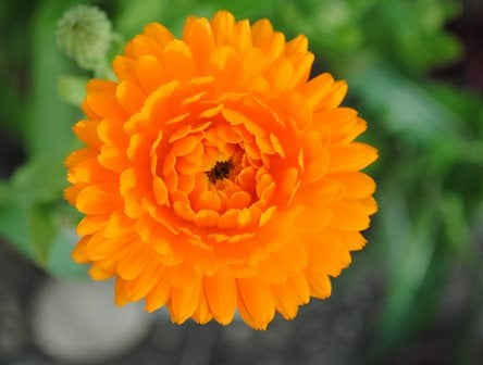 CALENDULA - SATIVA b113