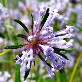 ASPERULA AZZURRA - SATIVA b105