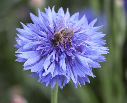 FIORDALISO - SATIVA b119