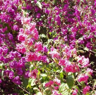 CLARKIA - SATIVA b125