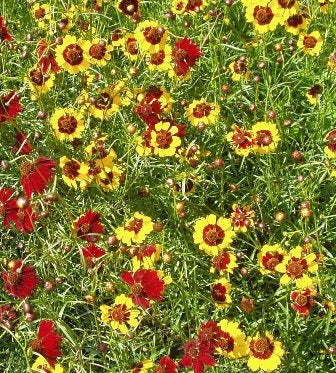 COREOPSIS - SATIVA b129