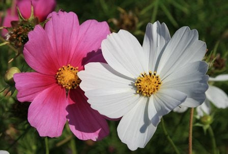 COSMOS - SATIVA b131