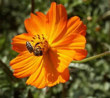 COSMOS ARANCIONE - SATIVA b132