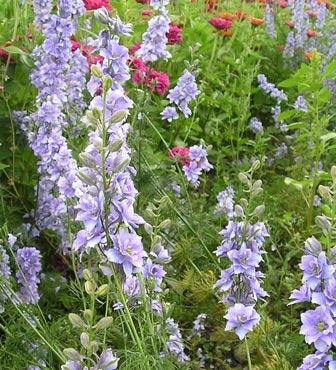 SPERNELLA - SATIVA b133