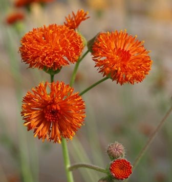 EMILIA COCCINEA ARANCIO - SATIVA b134