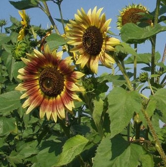 GIRASOLE - SATIVA b141