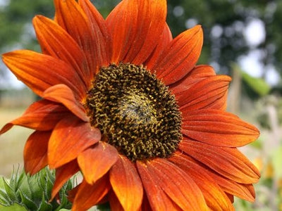 GIRASOLE VELVET QUEEN - SATIVA b142