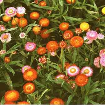 ELICRISO - SATIVA b145