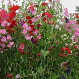 PISELLO ODOROSO - SATIVA b155