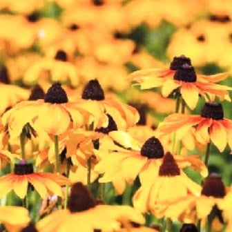 RUDBECKIA - SATIVA b156