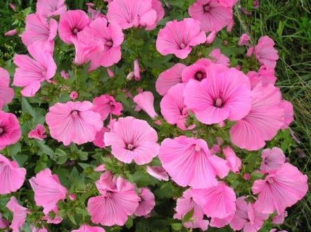 MALVA REGINA - SATIVA b157