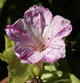 BELLA DI NOTTE - SATIVA b162