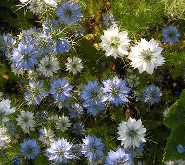 NIGELLA DAMASCENA - SATIVA b169