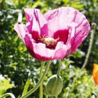 PAPAVERO DA OPPIO - SATIVA b174