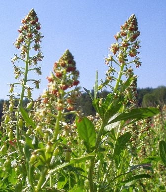 Reseda fiori