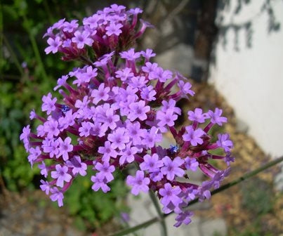 VERBENA - SATIVA b194