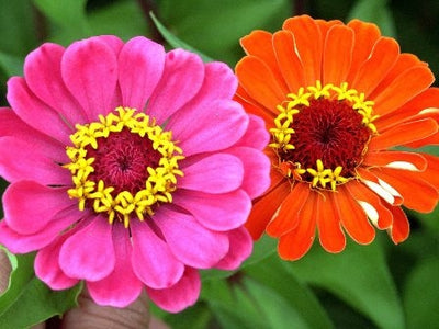 ZINNIA - SATIVA b197