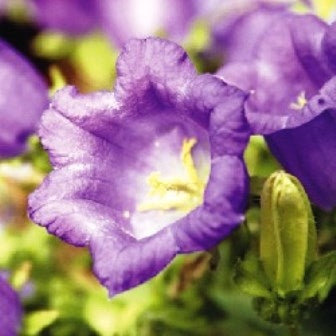 CAMPANULA TOSCANA - SATIVA b222