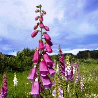 DIGITALE PURPUREA FIORI- SATIVA b229