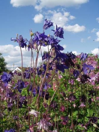 AQUILEGIA - SATIVA b505