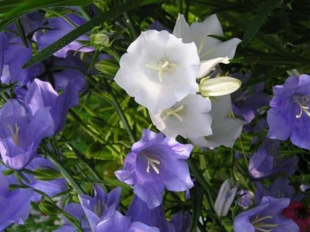 CAMPANULA OCCHI DI PESCO - SATIVA b511