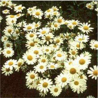 MARGHERITA - SATIVA b519