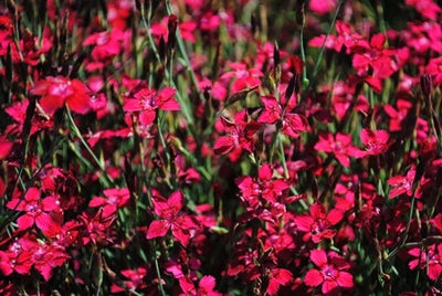 GAROFANINO MINORE - SATIVA b525