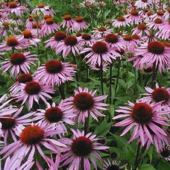 ECHINACEA - SATIVA b533