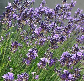 LAVANDA - SATIVA b545