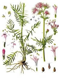 FIORI ESICCATI DI VALERIANA