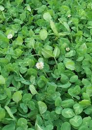 Trifoglio bianco nano