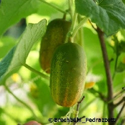 CETRIOLO RUSSO - SATIVA gu61