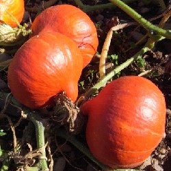 ZUCCA MAXIMA SOLOR - SATIVA ku21