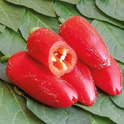jalapeno pepper - SATIVA pa44