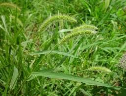 Dissuasore per Setaria viridis- 1L