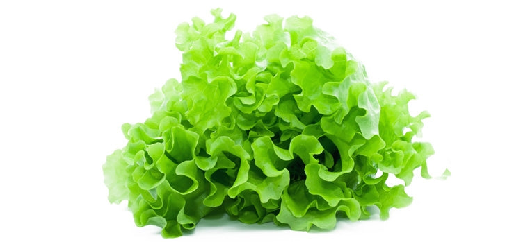 LATTUGA GENTILINA - BIOSEME 2756